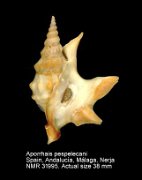 Aporrhais pespelicani (2)